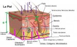 piel_humana_y_conductividad_615.jpg