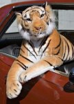 TIGRE EN COCHE.JPG