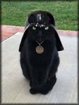 Cat Vader.jpg