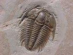 Trilobite.jpg