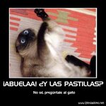 gato pastillero.jpg