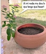 Rebelde.jpg