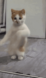 Disco_Cat.gif
