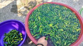 pepino-encurtido.jpg