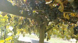 uvas-negras.jpg