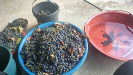 uvas-negras-2.jpg