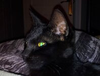 Cleo, tapetum lucidum.jpg