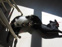 Cleo & Sofía a 2 Herz.jpg