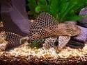 plecostomus.jpeg