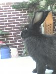 DSC00007d.JPG