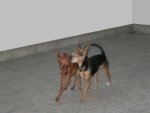 MALI_BAMBI.JPG MALI_BAMBI.JPG