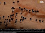 Camels.jpg