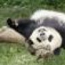 pandita
