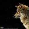 bocassio