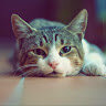 white_7612