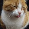 teipint