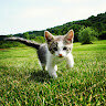 RJAD_11