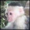 Munky