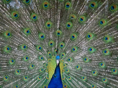 Pavo-Real.jpg