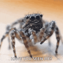 spider-hi.gif