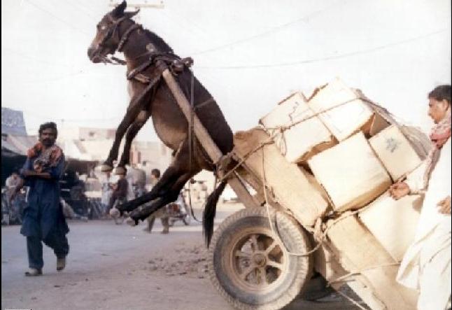 burro_sobrecargado.jpg