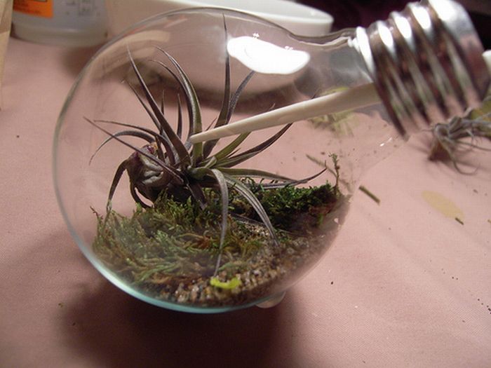 tiny_terrarium_in_light_bulb_17.jpg