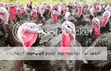 pavos.jpg