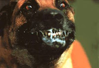 perro.jpg