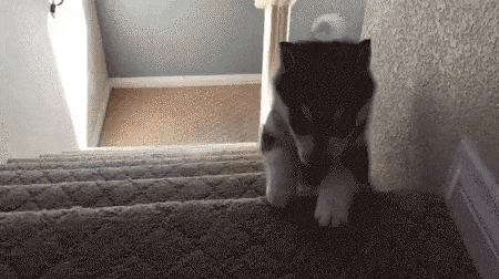 4df8106a14c42bed3eea987f6ad0807b.gif
