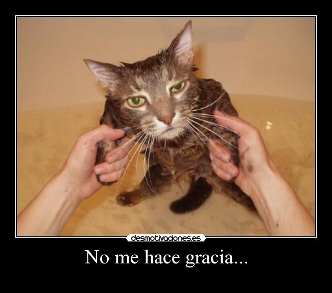 animalesgraciosos13.jpg