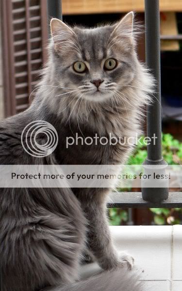 375px-Nagec_cat.jpg