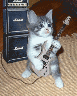 gato+loco.gif