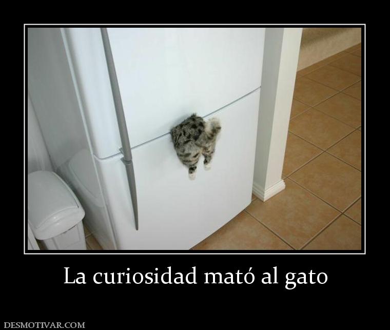 24771_la_curiosidad_mato_al_gato.jpg
