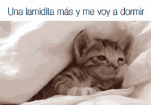 flojera-gato.gif