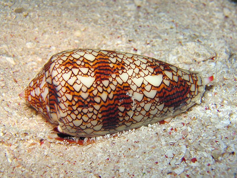 800px-Textile_cone.JPG