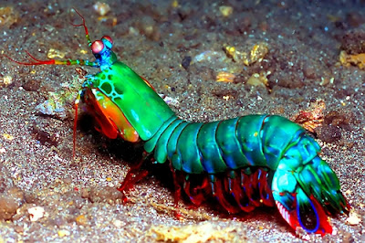Mantis-shrimp.jpg
