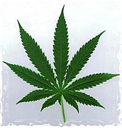 cannabis.jpg
