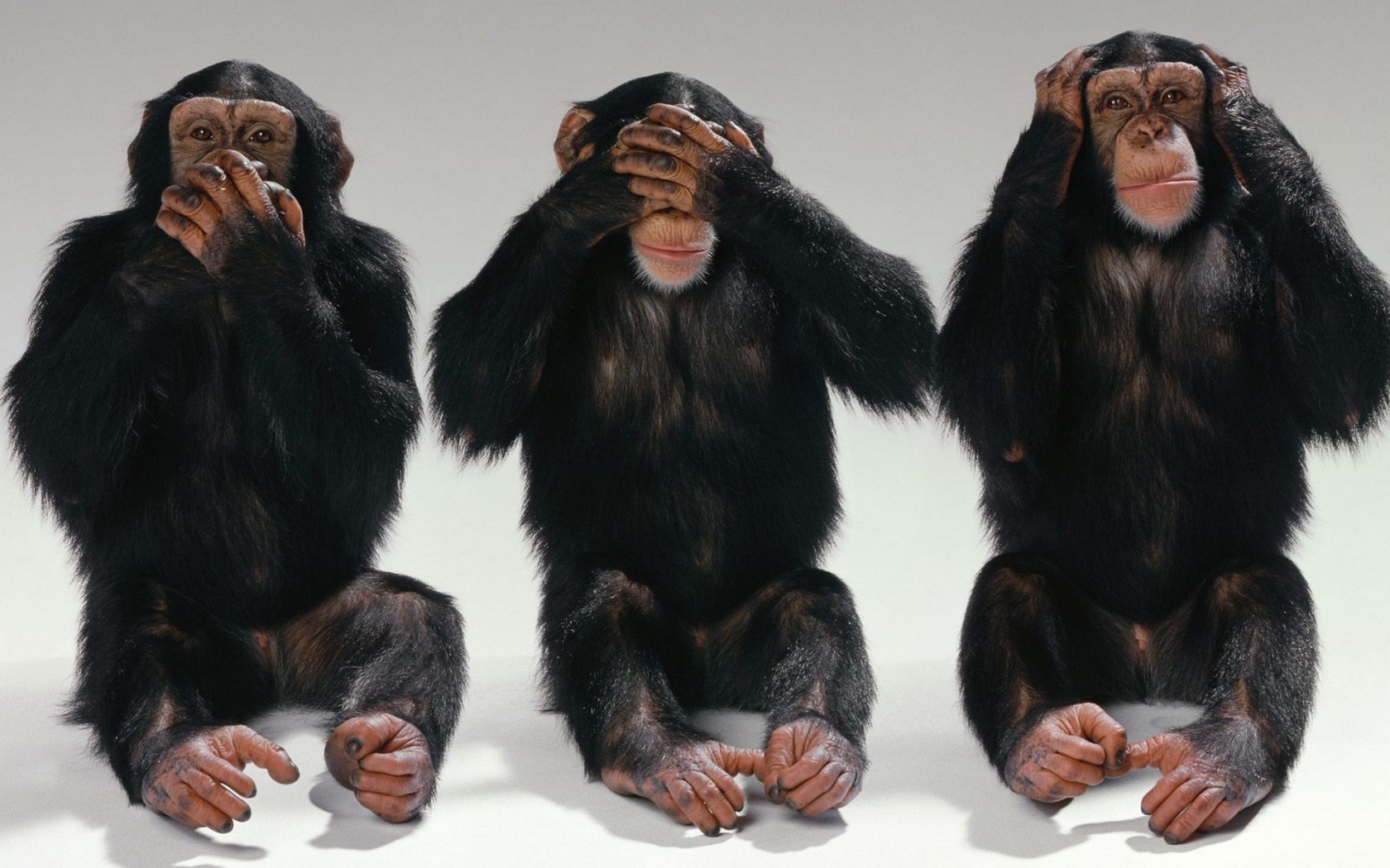 obezyana-shimpanze-troe-rot.jpg
