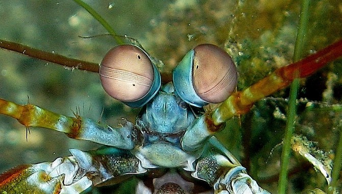mantis_shrimp_eyes2.jpg