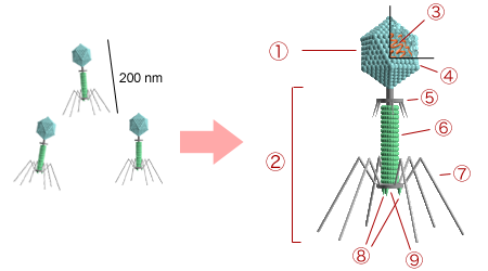 Bacteriophage_structure.png